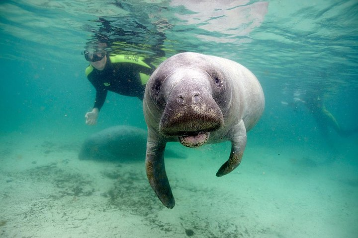 Private Manatee Swim for up to 6 with In-Water Divemaster/Photographer - Photo 1 of 6
